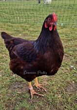 Rhode island red for sale  REDRUTH