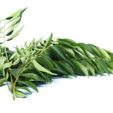 Curry leaves natural for sale  Laveen