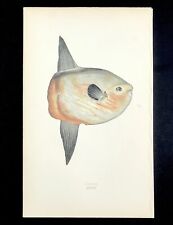 Sunfish jonathan couch for sale  BOURNE END