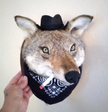 Taxidermy cowboy coyote for sale  San Diego
