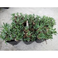 Euphorbia bupleurifolia susann for sale  GLASGOW