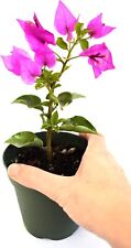 Bougainvillea royal purple for sale  Whittier