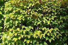 Boston ivy 15 for sale  Allentown