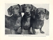 Dachshund three dogs for sale  Shipping to Ireland