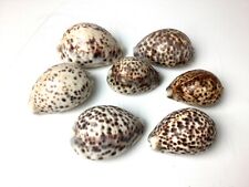 Tiger cowrie sea for sale  Roseland
