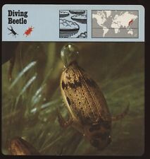 Diving beetle safari for sale  Waupun