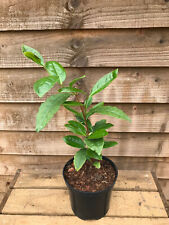 Tea plant camellia for sale  YORK