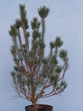 Gutes ausgangsmaterial bonsai gebraucht kaufen  Dresden