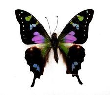 Butterfly moth mounted for sale  Hot Springs Village