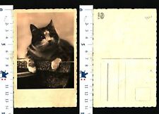 Cartolina raffigurante gatto usato  Italia