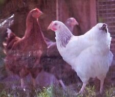 Empty chicken hen for sale  Amarillo