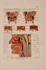 Planche anatomie 1952 d'occasion  Bergerac