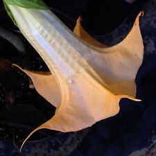 Olympic flame brugmansia for sale  Wauchula