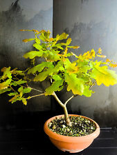 bonsai quercia usato  Lodi Vecchio