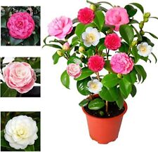 Camellia japonica tricolour for sale  GLASGOW