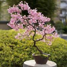 Bonsai cherry blossom for sale  Russell