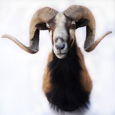 Corsican ram taxidermy for sale  Conway