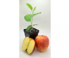 Envy apple tree for sale  Bangor