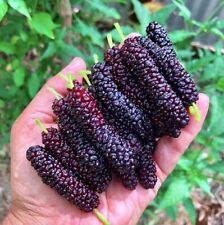 Mulberry tropical fruit for sale  USA