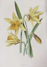 Antique print daffodil for sale  TORRINGTON