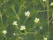 Bunches water crowfoot for sale  NOTTINGHAM