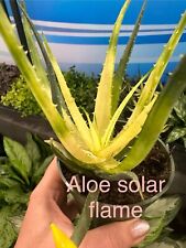 Aloe var. solar for sale  Lexington