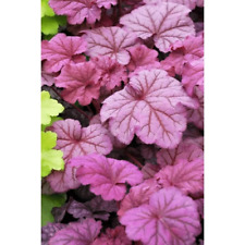 Used, 3 Berry Smoothie Heuchera, in 3.5 inch pots, one plant per pot, Coral Bells for sale  Shipping to South Africa