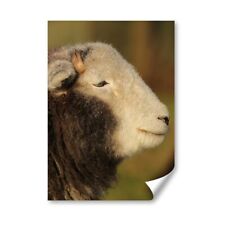 Herdwick sheep lake for sale  SELBY