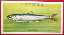 Cartão ilustrado vintage década de 1930 ANCHOVY Sea Fish CD20M comprar usado  Enviando para Brazil