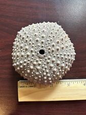 sea urchin shells for sale  Shawnee