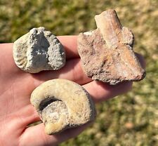 Lot fossil ammonites for sale  Coppell