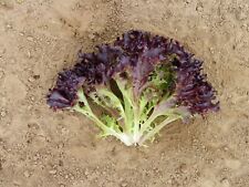 Firecut lettuce plug for sale  PRESTON