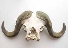 Original African Cape Buffalo Large Horns & Skull Trophy Mounted on Wood Plaque for sale  Shipping to South Africa