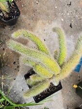 Monkey tail cactus for sale  North Port