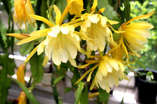Epiphyllum blattkaktus king gebraucht kaufen  Deutschland