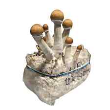 Tek bag mushroom for sale  SMETHWICK