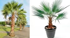 Mexican cotton palm for sale  BROCKENHURST