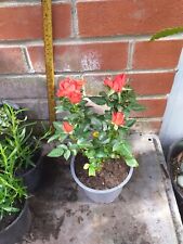 Miniature rose plant for sale  SOUTHAMPTON