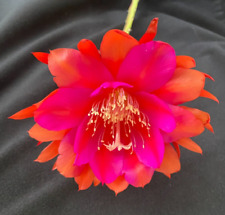 Large red orchid for sale  Marianna