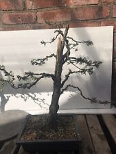 Bonsai trees outdoor for sale  SOUTH SHIELDS