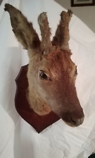 taxidermy mount for sale  Shipping to Ireland