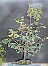 Bonsai pseudocydonia sinensis usato  Spedire a Italy