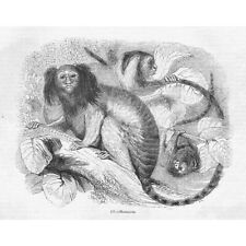 Marmoset Monkeys - Antique Print 1856 for sale  Shipping to South Africa
