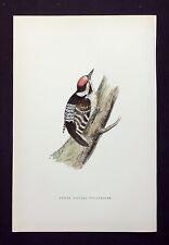 Lesser spotted woodpecker for sale  ILKLEY