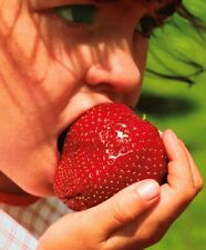 Giant strawberry seeds for sale  EXETER