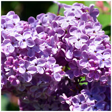 Branched lilac trees for sale  NEWTOWNARDS