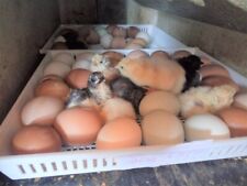 Fertile hatching hen for sale  LOOE