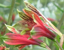 Alstroemeria psittacina flower for sale  Breaux Bridge