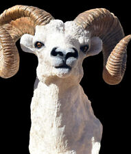Big horn sheep for sale  Boulder City