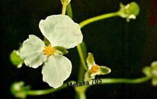 Sagittaria graminea plantes d'occasion  France